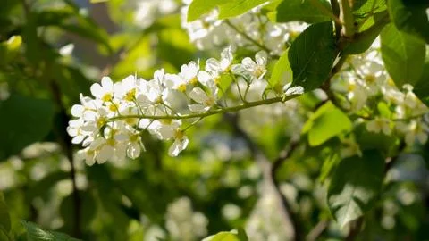 Branch of a flowering tree. Trees in spring. White flowers on the tree. Stock Photos