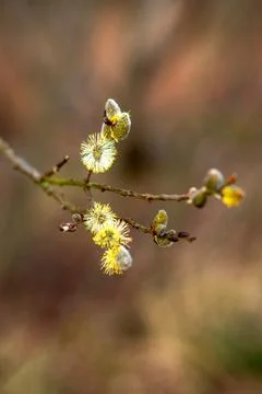 A branch of flowering willow on a spring background. Fluffy yellow flowers on a Stock Photos