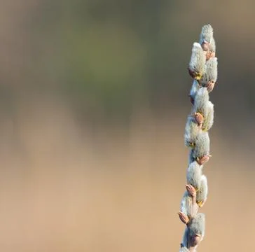 A branch of flowering willow tree on flat background. Willow catkins. Place.. Stock Photos
