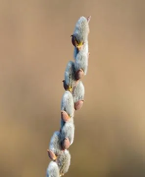 A branch of flowering willow tree on flat background. Willow catkins. A bra.. Stock-Fotos