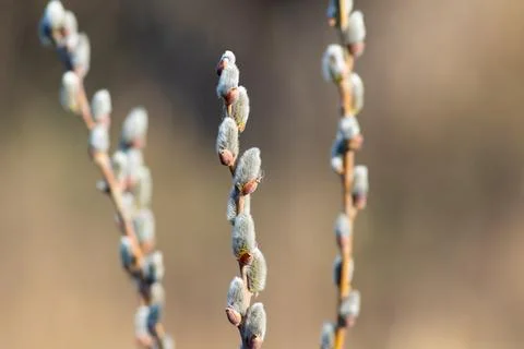 A branch of flowering willow tree on flat background. Willow catkins Foto stock