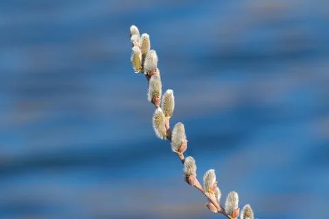 A branch of flowering willow tree on flat background. Willow catkins. A bra.. Stock-Fotos