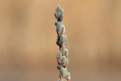 A branch of flowering willow tree on flat background. Willow catkins. A bra.. Stock Photos
