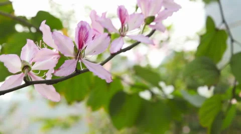 Branch with flowers 库存影片 43216047