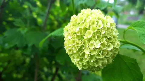 Branch with flowers Stock Footage 273392715