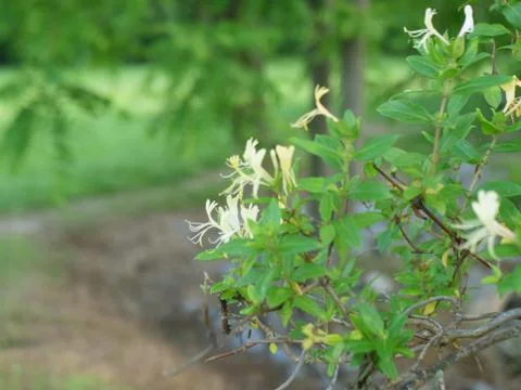 Branch with Flowers Stock Photos