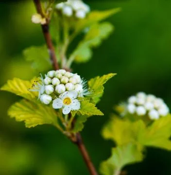 Branch with flowers Stock Photos