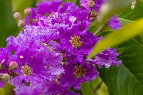 Branch with flowers Stock Photos