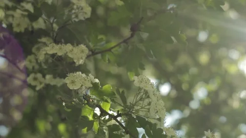 A branch with flowers in the sun Stock Footage 108728252