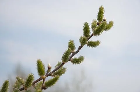 Branch of fluffy willow in spring 库存照片