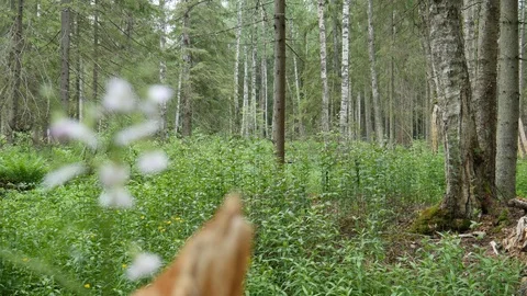 A branch, fluttering in the wind 動画素材 111408138