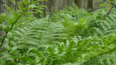A branch, fluttering in the wind. Old green forest. 動画素材 111408179