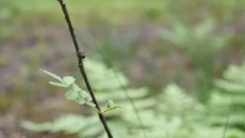 A branch, fluttering in the wind. Old green forest. 動画素材 111408257