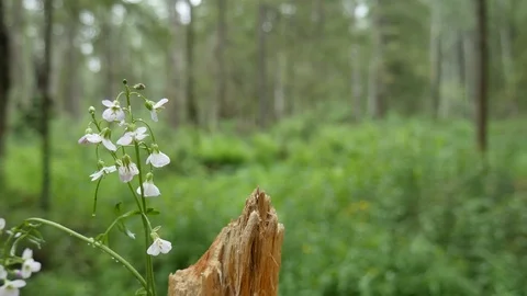 A branch, fluttering in the wind. Old green forest. 動画素材 111408285