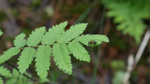 A branch, fluttering in the wind. Old green forest. 動画素材 111408287