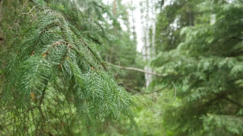 A branch, fluttering in the wind. Old green forest. 動画素材 111408410