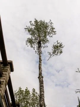 A branch flying from a tree. Stock Photos