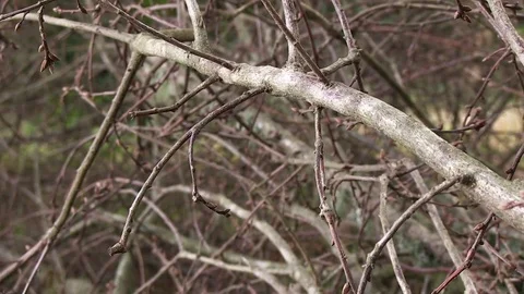 Branch in Focus Macro Stock Footage 79402343