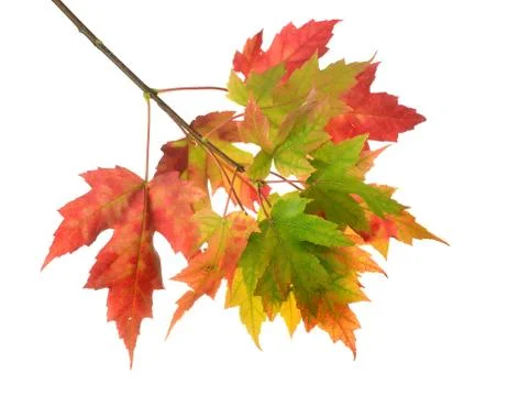 Branch of foliage mapple leaf Stock Photos