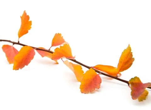 Branch with a foliage Stock Photos