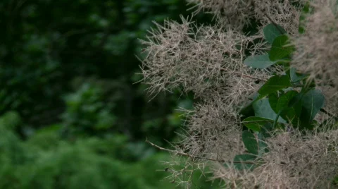 Branch Video stock 787212