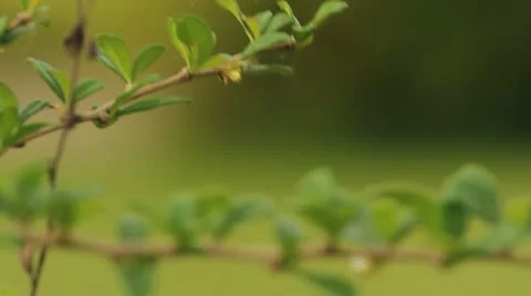 Branch Video stock 11275209