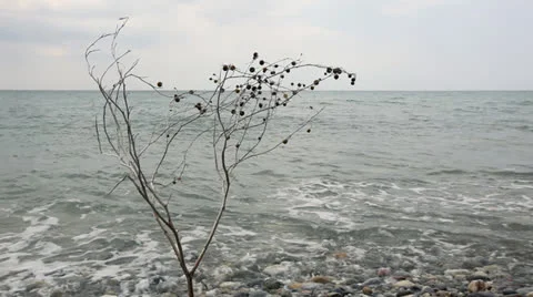 Branch Video stock 26016582