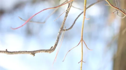 Branch Stock Footage 33695751