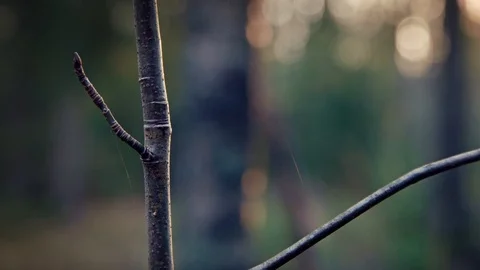 Branch in a forest Stock Footage 108864391