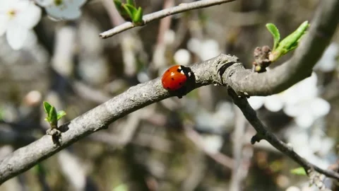 Branch in the forest with a ladybug walking on it Vídeos de archivo 270356890