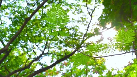 A branch in the forest landscape with many trees against the sunlight. Stock-Footage 153908284