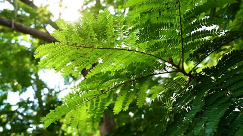 A branch in the forest landscape with many trees against the sunlight. Stock-Footage 153908669