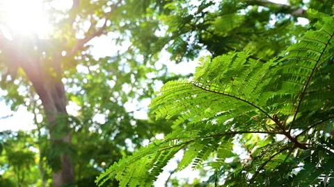 A branch in the forest landscape with many trees against the sunlight. Stock Footage 153953071