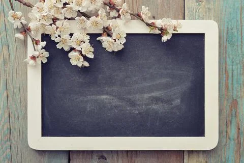 Branch with framed blackboard Stock Photos
