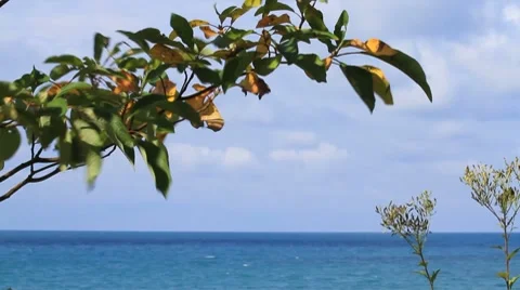 Branch frames Lake Michigan Stock Footage 8777490