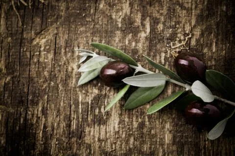 Branch with fresh black olives Stock Photos