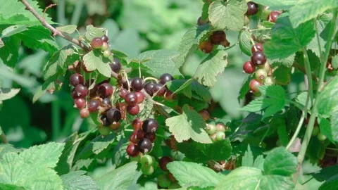 Branch of fresh blackcurrant Stock Footage 114000080