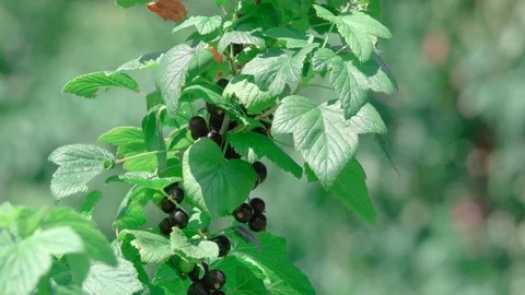 Branch of fresh blackcurrant Stock Footage 114000309