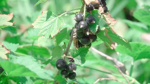 Branch of fresh blackcurrant Stock Footage 120108780