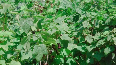 Branch of fresh blackcurrant Stock Footage 121151459