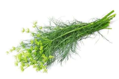 Branch of fresh dill isolated on a white background Stock Photos