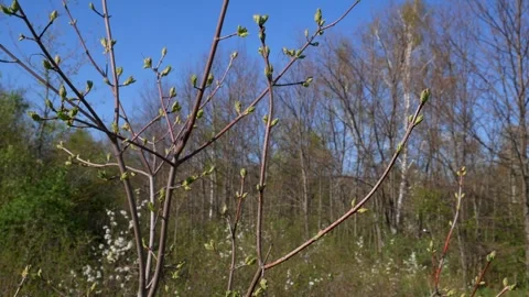 Branch with fresh green leaves in spring against the background of forest a.. Stock Footage 312928559