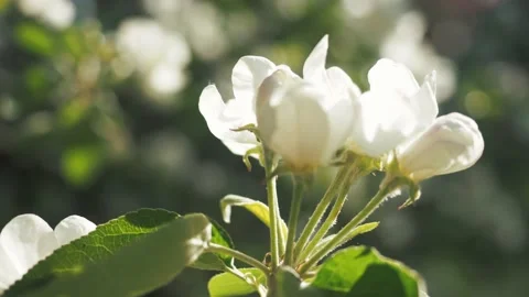 Branch of fresh spring apple tree blossom with sun flares and green leaves on Stock Footage 155209740