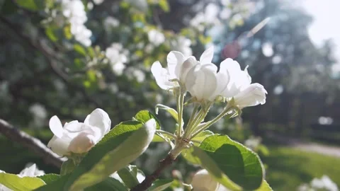 Branch of fresh spring apple tree blossom with sun flares and green leaves on Stock Footage 155567822