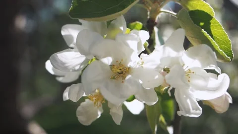 Branch of fresh spring apple tree white blossom and yellow stamens with sun Stock Footage 155567894