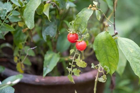 Branch of fresh tiny tomatoes hanging on tree in garden, little tomato fruits in Stock Photos