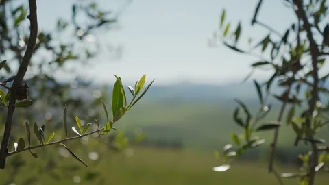 Branch of fresh young olive tree with green leaves in spring sunshine. Tuscany 스톡 동영상 123883327