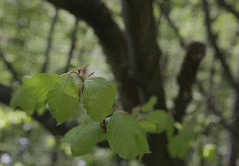 Branch in front of tree with bokeh Stock Photos
