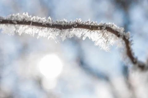 Branch with frost snowflakes Stock Photos