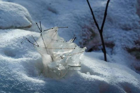 A branch frozen in ice. Stock Photos